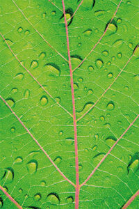 Ruota quadro